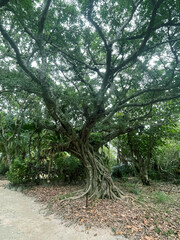 沖縄・西表島のマングローブ