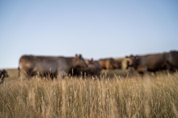 cows and calfs grazing on dry tall grass on a hill in summer in australia. beautiful fat herd of cattle on an agricultural farm in an australian in summer