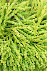 Japanese, cedar and plant leaf in nature environment or outdoor ecosystem for green leaves, closeup...