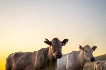 stud cattle, herd of fat cows and calves in a field on a regenerative agriculture farm. tall dry...