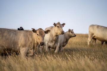 stud cattle, herd of fat cows and calves in a field on a regenerative agriculture farm. tall dry grass in summer in australia