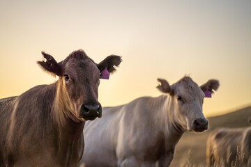 fat Beef cows and calfs grazing on grass in south west victoria, Australia. in summer grazing on dry tall pasture. breeds include angus and murray grey livestock