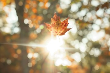 autumn leaf, caught in mid-air, glowing under the warm sunlight that filters through the surrounding foliage