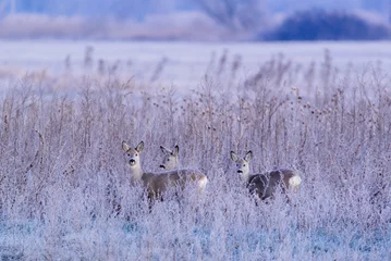 Rolgordijnen European roe deer - Capreolus capreolus - on winter meadow © Aqeel