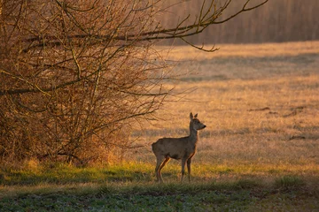 Foto op Canvas Female European roe deer - Capreolus capreolus on morning field © Aqeel