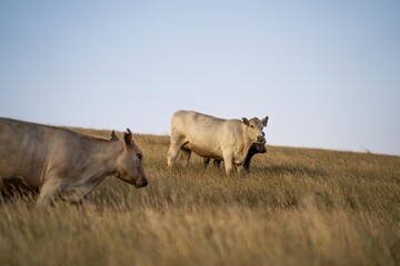 Fat Beef cows grazing on native grasses in a field on a farm practicing regenerative agriculture in Australia. Hereford cattle on pasture. livestock Cows in a field at sunset with golden light.