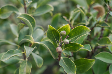 Santalum haleakalae,  Haleakala sandalwood or ʻIliahi in Hawaiian, flowering tree in the sandalwood family, that is endemic to the islands of Maui, Lanai, and Molokai.  Haleakalā National Park
