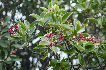 Santalum haleakalae,  Haleakala sandalwood or ʻIliahi in Hawaiian, flowering tree in the...