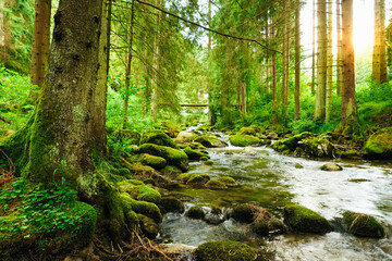 Flowing stream on the forest