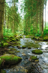 Flowing stream on the forest