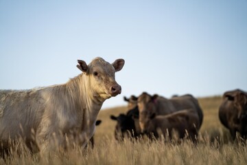 Portrait of Cows in a field grazing. Regenerative agriculture farm storing co2 in the soil with carbon sequestration. tall long pasture in a paddock on a farm in australia in a drought
