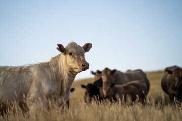 Portrait of Cows in a field grazing. Regenerative agriculture farm storing co2 in the soil with...