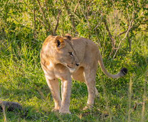 Löwin im Naturreservat im Hluhluwe Nationalpark Südafrika