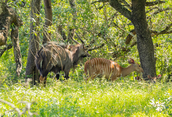 Weibliche und Männliche Nyala Antilope im Naturreservat Hluhluwe Nationalpark Südafrika