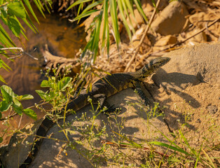 Nilwaran an einem Flussrand im Naturreservat Hluhluwe Nationalpark Südafrika