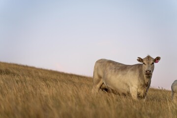 Close up of fat Angus and Murray Grey Cows eating long pasture in Australia at dusk