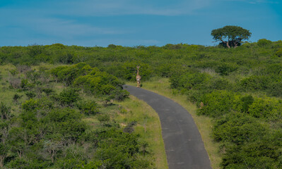 Giraffe im Naturreservat im Hluhluwe Nationalpark Südafrika