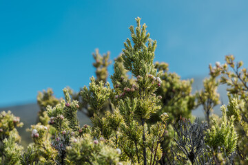Leptecophylla tameiameiae, known as pūkiawe or maiele in the Hawaiian language, is a species of flowering plant that is native to the Hawaiian and Marquesas Islands.  Haleakalā National Park
