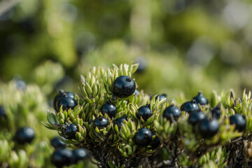 Coprosma ernodeoides, known as black-fruited coprosma in English and kūkaenēnē or ʻaiakanēnē in Hawaiian, is a sprawling shrub occurring only on the islands of Maui and Hawai‘i.  Haleakalā National 