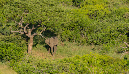 Elefant im Naturreservat Hluhluwe Nationalpark Südafrika