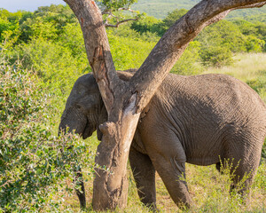 Elefant im Naturreservat Hluhluwe Nationalpark Südafrika