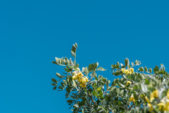 Sophora chrysophylla: Plant of Maui, Hawaii. known as māmane in Hawaiian, is a species of flowering plant in the pea and bean family, Fabaceae, that is endemic to Hawaii.	