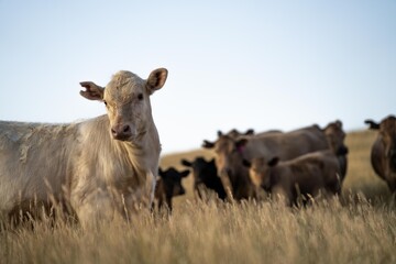 cow in a field at sunset on a summer in a dry drought in summer in australia on at agricultural farm