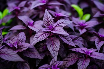 Lush Purple basil herbs plant background. Aroma taste garden spring food summer. Generate Ai