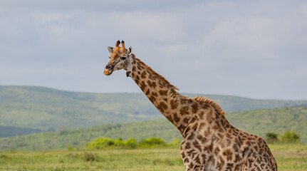 Giraffe im Naturreservat im Hluhluwe Nationalpark Südafrika