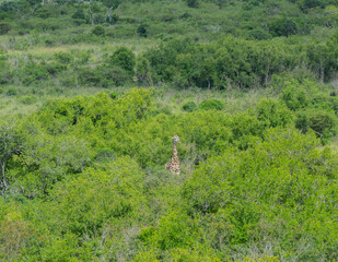Giraffe im Naturreservat im Hluhluwe Nationalpark Südafrika
