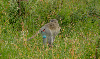 Grünmeerkatze im Naturreservat Hluhluwe Nationalpark Südafrika
