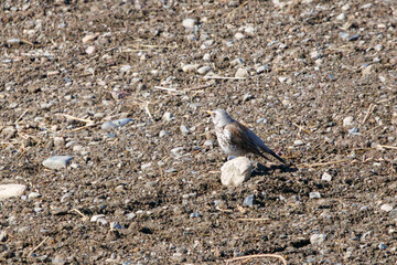 珍しい迷鳥の可愛いノハラツグミ（ヒタキ科）。

日本国群馬県、利根川河川敷にて。
2024年2月24日撮影。

A rare stray bird, the lovely Fieldfare (Turdus pilaris, family Dipterocarpaceae).

At Tonegawa riverbed, Gunma, Japan,
photo by February 24, 20