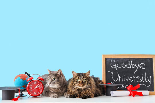 Cute cats and chalkboard with text GOODBYE UNIVERSITY on table against blue background