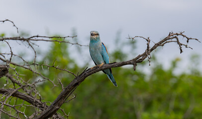 Europäische Blauracke im Naturreservat Hluhluwe Nationalpark Südafrika
