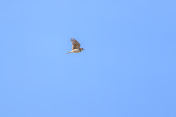 飛翔する美しいヒバリ（ヒバリ科）。

日本国群馬県、利根川河川敷にて。
2024年2月24日撮影。

Beautiful Eurasian skylark (Alauda arvensis, family comprising skylarks) in flight.

At Tonegawa riverbed, Gunma, Japan,
photo by February 24, 2024.
