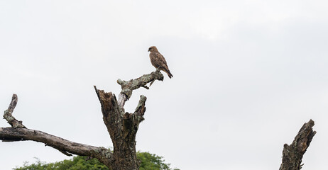 Falke im Naturreservat Hluhluwe Nationalpark Südafrika