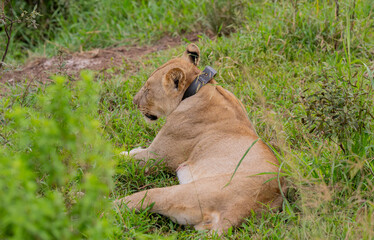 Löwin mit einem GPS Sender um Hals im Hluhluwe Nationalpark Südafrika