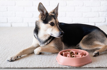 cute dog lying next to the bowl for slow feeding - obrazy, fototapety, plakaty