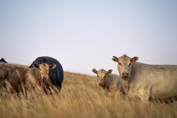 Portrait of Cows in a field grazing. Regenerative agriculture farm storing co2 in the soil with carbon sequestration. tall long pasture in a paddock on a farm in australia in a drought