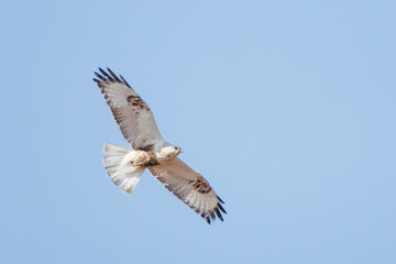 飛翔する美しいケアシノスリ（タカ科）。

日本国群馬県、利根川河川敷にて。
2024年2月18日撮影。

Beautiful Rough-legged Buzzard (Buteo lagopus, family comprising hawks) in flight.

At Tonegawa riverbed, Gunma, Japan,
photo by February 18, 2024.