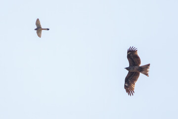 トビと争う美しいチョウゲンボウ（ハヤブサ科）。

日本国群馬県、利根川河川敷にて。
2024年2月24日撮影。

A beautiful Common Kestrel (Falco tinnunculus, family comprising Falco falcons)  in a dogfight with a kite.

At Tonegawa riverbed, Gunma, Japan