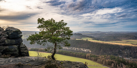 Kiefer auf dem Lilienstein in der Sächsischen Schweiz 4