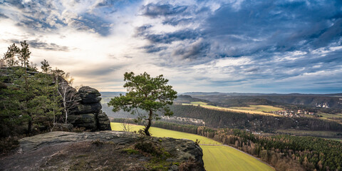 Kiefer auf dem Lilienstein in der Sächsischen Schweiz 3 © Holger W. Spieker