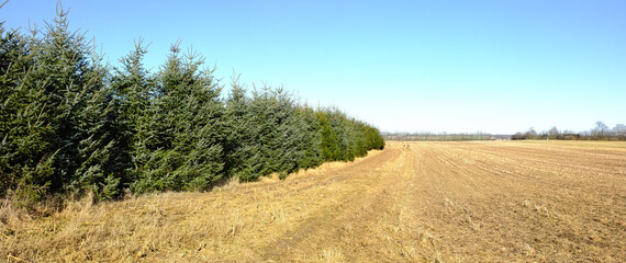 Countryside, forest and trees with sunshine, environment and agriculture with growth or plants. Empty, blue sky or fresh air with grass or natural with woods or eco friendly with ecology or landscape