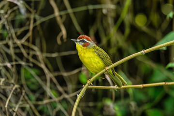 Rufous-capped warbler (Basileuterus rufifrons), New World warbler native from Mexico south to...