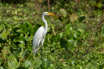 Great egret (Ardea alba), known as the common egret, large egret, or great white egret or great white heron. Cesar department. Wildlife and birdwatching in Colombia.