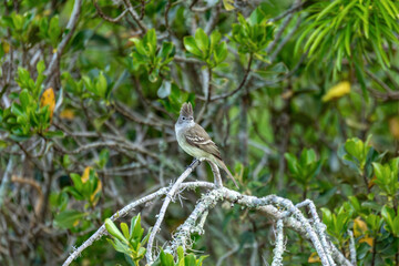 Yellow-bellied elaenia (Elaenia flavogaster), small bird of the tyrant flycatcher family....