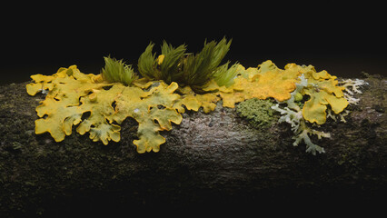 Maritime sunburst lichen (Xanthoria parietina) growing on a tree branch 
