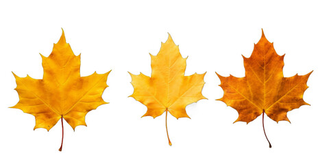  Collection of amber-colored maple leaves isolated on a transparent background | png file