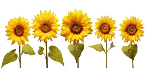 Collection of golden sunflowers isolated on a transparent background  | png file